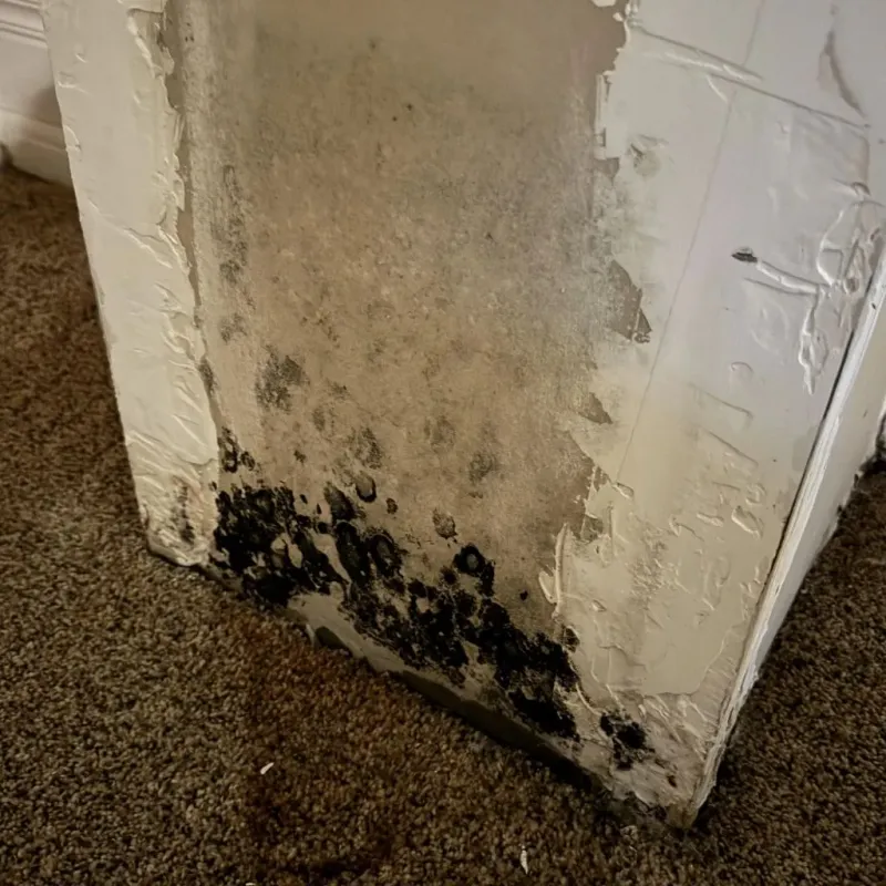 Professional Mold Removal in Susanville, CA